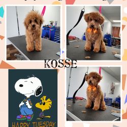 Paws & Paws Grooming