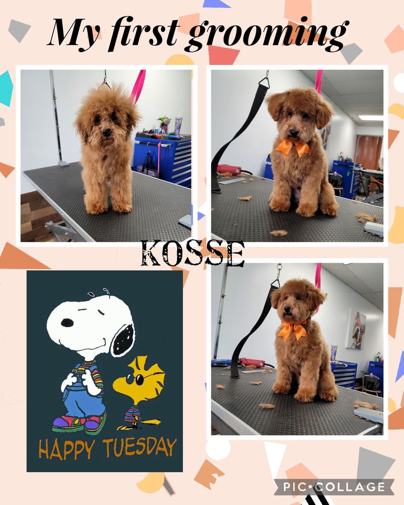 PAWS & PAWS GROOMING Updated August 2024 2012 Morris Ave, Union