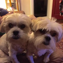 Shaggy Paws Grooming