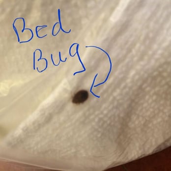 Advance Pest Control - Beg bug on a sheet ,see this call us - Pest Control Near Me Advance Pest Control - Beg bug on a sheet ,see this call us - Pest Control Near Me