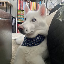 Ali's K9 Clips