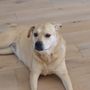 Photo of At Home Pet Care