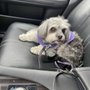 4 Dogs Grooming