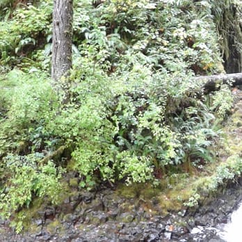 Wahkeena Falls Loop Trail - Hiking Near Me - Troutdale, Oregon Wahkeena Falls Loop Trail - Hiking Near Me - Troutdale, Oregon
