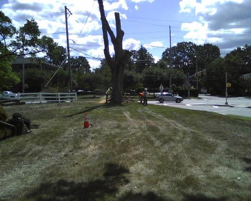 Full Tree Removal Services - Need a tree gone? 🌳 Our expert tree removal service is safe, fast, and affordable. Whether it's dead, dangerous, or in the way — we’ll take care of it. Call now for a free estimate! Full Tree Removal Services - Need a tree gone? 🌳 Our expert tree removal service is safe, fast, and affordable. Whether it's dead, dangerous, or in the way — we’ll take care of it. Call now for a free estimate!
