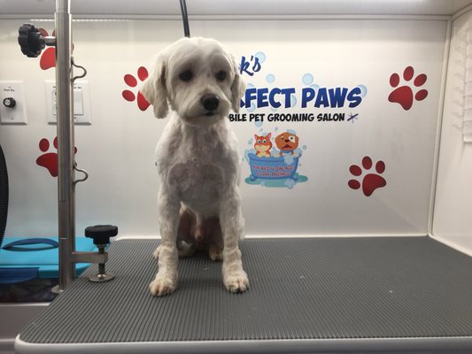 Pet Sitting Pampered Paws Brooklyn Perfect Paws Mobile Grooming