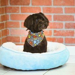 Doggies' Den Grooming