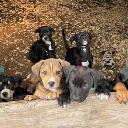 Humane Society Of The South Platte Valley - Puppies , Doberman / Pitbull Mix , 11 weeks Old