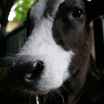 Artis - Zoos Near Me - Amsterdam, New Hampshire