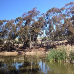 Scripps Library Pond - Grackle, mallards, coots, crows, red-winged blackbird, ring-necked duck and house finch. Peaceful 10 minutes.