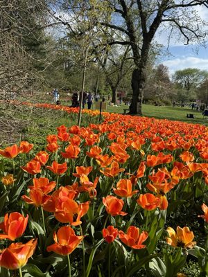 Sherwood Gardens by null