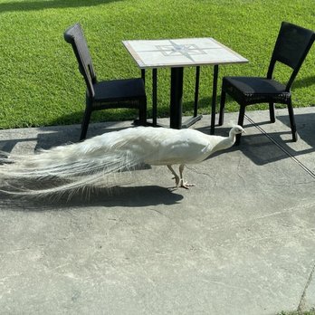 Houmas House and Gardens - Not sure if this is an albino or not - Venues & Event Spaces Near Me - Darrow, Louisiana