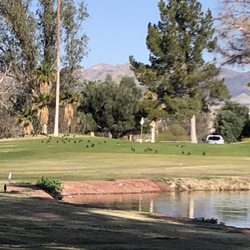 Chaparral Golf Course - Lots of wildlife. Missed them all in a single row crossing 4th green.