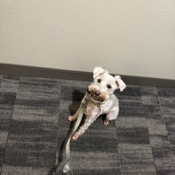 Paws Learn In Paradise