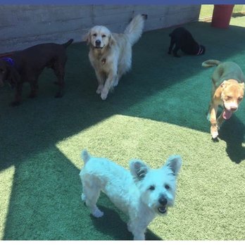 Underdog Kennels - Pet Groomers Near Me - Dallas, Texas Underdog Kennels - Pet Groomers Near Me - Dallas, Texas