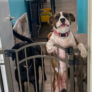 Pet Squire - Pet Boarding Near Me - Miami, Florida Pet Squire - Pet Boarding Near Me - Miami, Florida