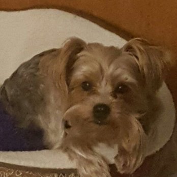 Paws Amoré Corp - Pet Training Near Me - Waverly, Iowa Paws Amoré Corp - Pet Training Near Me - Waverly, Iowa