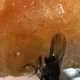 Close up of fly on pizza Close up of fly on pizza