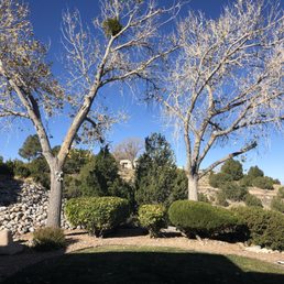 dead trees