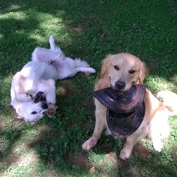 Pitter Patter Pet Care - Dog Walkers Near Me Pitter Patter Pet Care - Dog Walkers Near Me