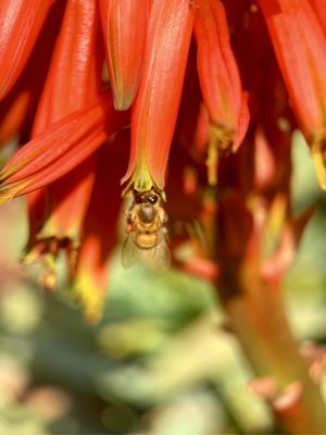 Harry Bridges Memorial Park by null