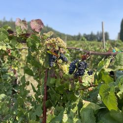 Ankeny Vineyard