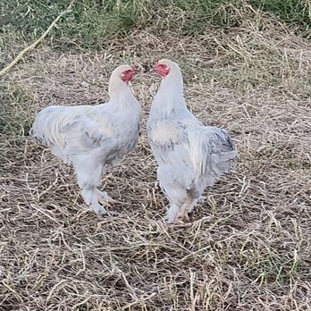 Serenity Sprouts - Isabel Brahma - Livestock Feed & Supply Near Me