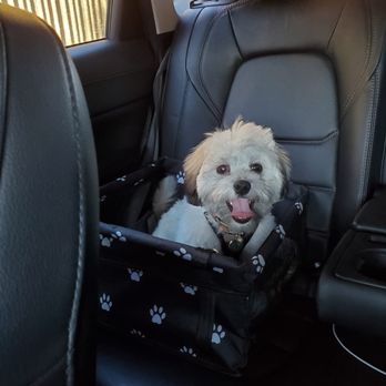 Zen Animals - Loki's Ride Home After His Spa Day! - Pet Groomers Near Me - Brooklyn, New York Zen Animals - Loki's Ride Home After His Spa Day! - Pet Groomers Near Me - Brooklyn, New York