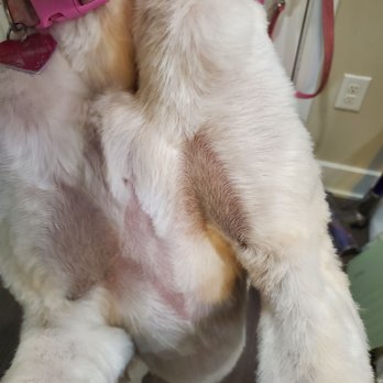 Paw Spa - Her chest - Pet Groomers Near Me - Alexandria, Virginia
