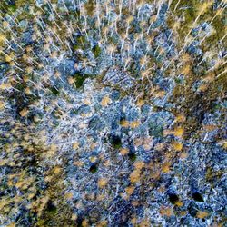 Pando Aspen Tree - Drone shot of part of the Pando Aspen Clone!