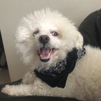 Pretty Paws - before - Pet Groomers Near Me - Chantilly, Virginia