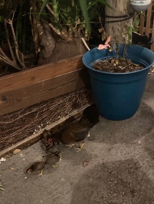 Brutus Land and Sea by null