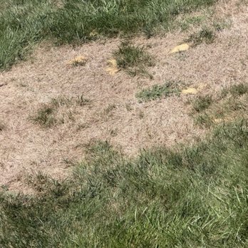 TruGreen Lawn Care - Current TruGreen work! - Lawn Services Near Me - Wayne, New Jersey TruGreen Lawn Care - Current TruGreen work! - Lawn Services Near Me - Wayne, New Jersey
