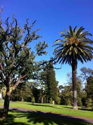 Fitzroy Gardens by null