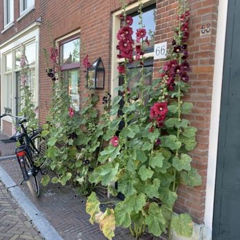 Hanky Panky Tattoo Studio - The Delft street - Tattoo Near Me - Amsterdam, New Hampshire