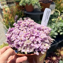 Regan Nursery