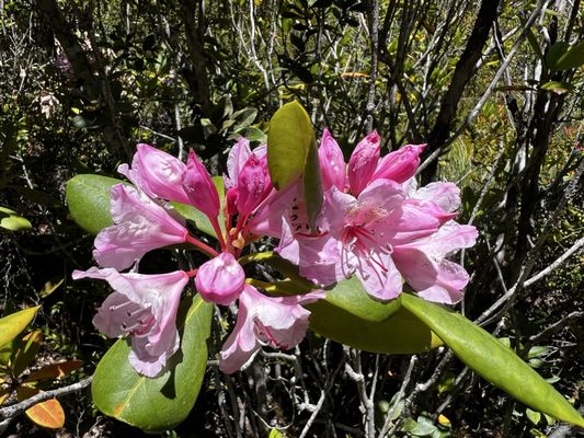 Pygmy Forest Discovery Trail by null