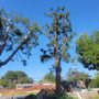Photo of Silva Tree Service