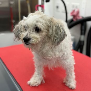 NeliPet - Before - Pet Groomers Near Me - Aliso Viejo, California NeliPet - Before - Pet Groomers Near Me - Aliso Viejo, California