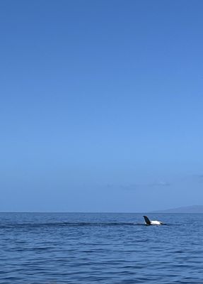 Pacific Whale Foundation by null