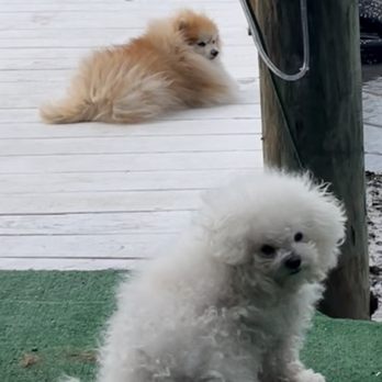 A Very Important Pet - Before grooming - Pet Sitting Near Me - Clearwater, Florida