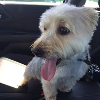 Coat Tails Pet Grooming - Happy dog just left coat tails - Pet Sitting Near Me - Warwick, New York Coat Tails Pet Grooming - Happy dog just left coat tails - Pet Sitting Near Me - Warwick, New York