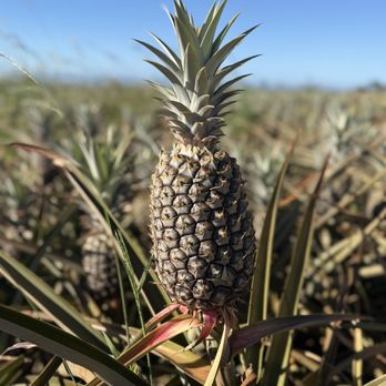 Maui Pineapple Tour - Tours Near Me - Makawao, Hawaii