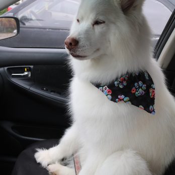 The Animal Keeper - Pet Sitting Near Me - Encinitas, California