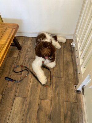 Lucky's Pet Care by null