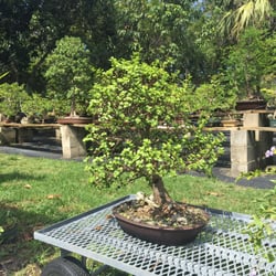 Dragon Tree Bonsai - Beautiful Dwarf Jade