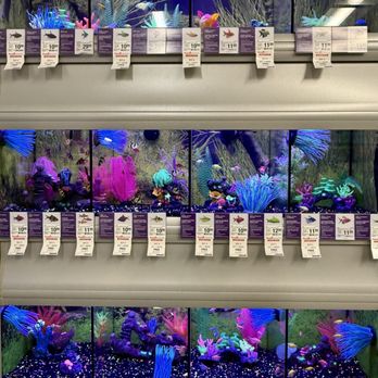 PetSmart - Glofishes!!! - Pet Groomers Near Me - Torrance, California