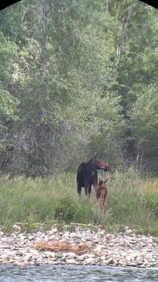 Jackson Hole EcoTour Adventures by null