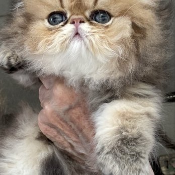 Stardazl Persians - " dandelion" - Pet Breeders Near Me Stardazl Persians - " dandelion" - Pet Breeders Near Me