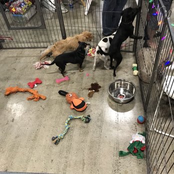 Bay Area Pet Fair & Adoptathon - Pet Adoption Near Me - Pleasanton, California Bay Area Pet Fair & Adoptathon - Pet Adoption Near Me - Pleasanton, California